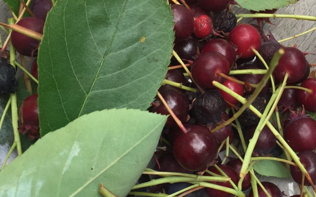 kirsebær tur