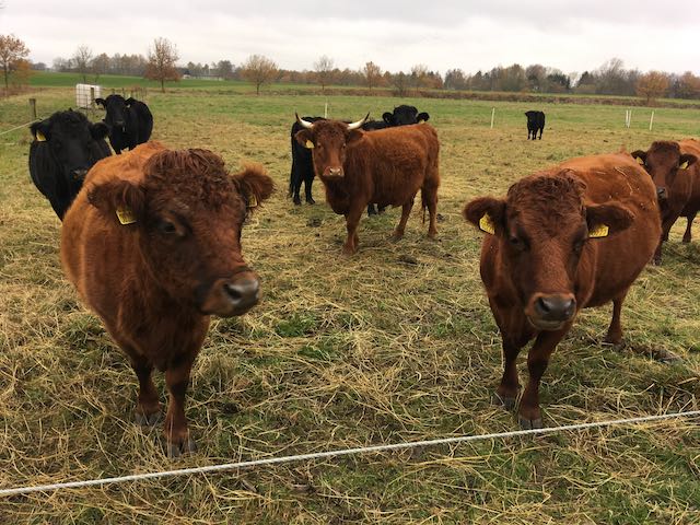 14. marts 2023 | Studiekreds med vores Regenerativt Landbrug Community